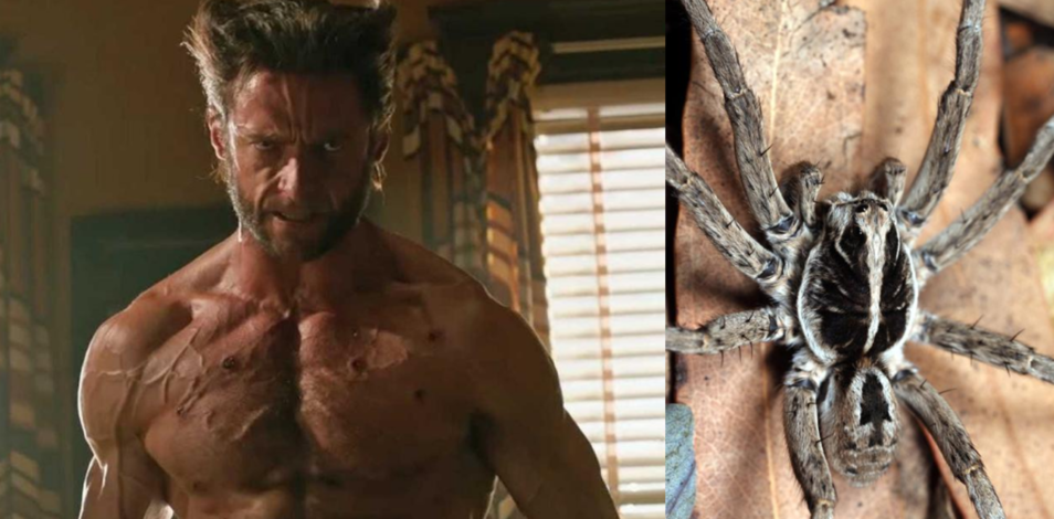 Screen shot from the film wolverine on the left and a wolf spider on the right