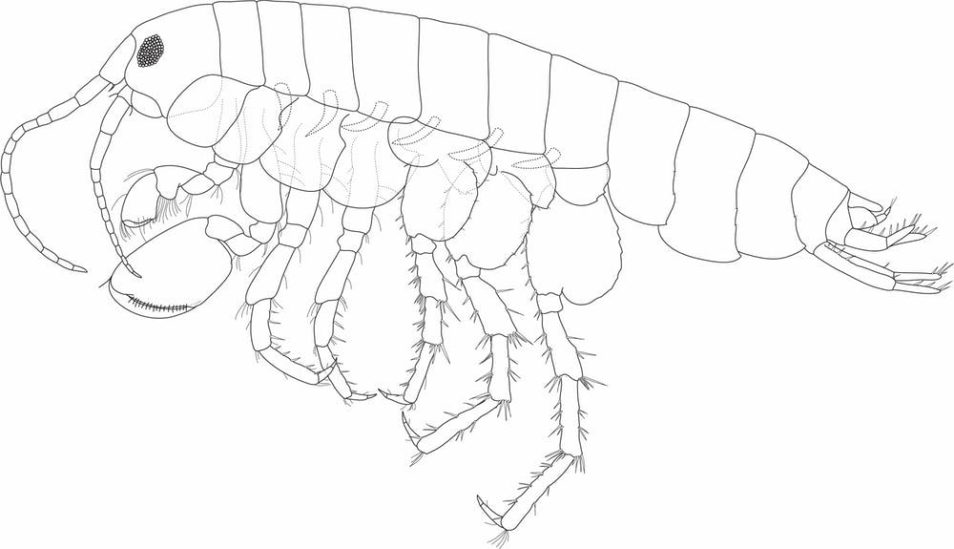 illustration of a prawn-like crustacean