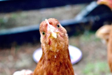 Chicken looking at the camera