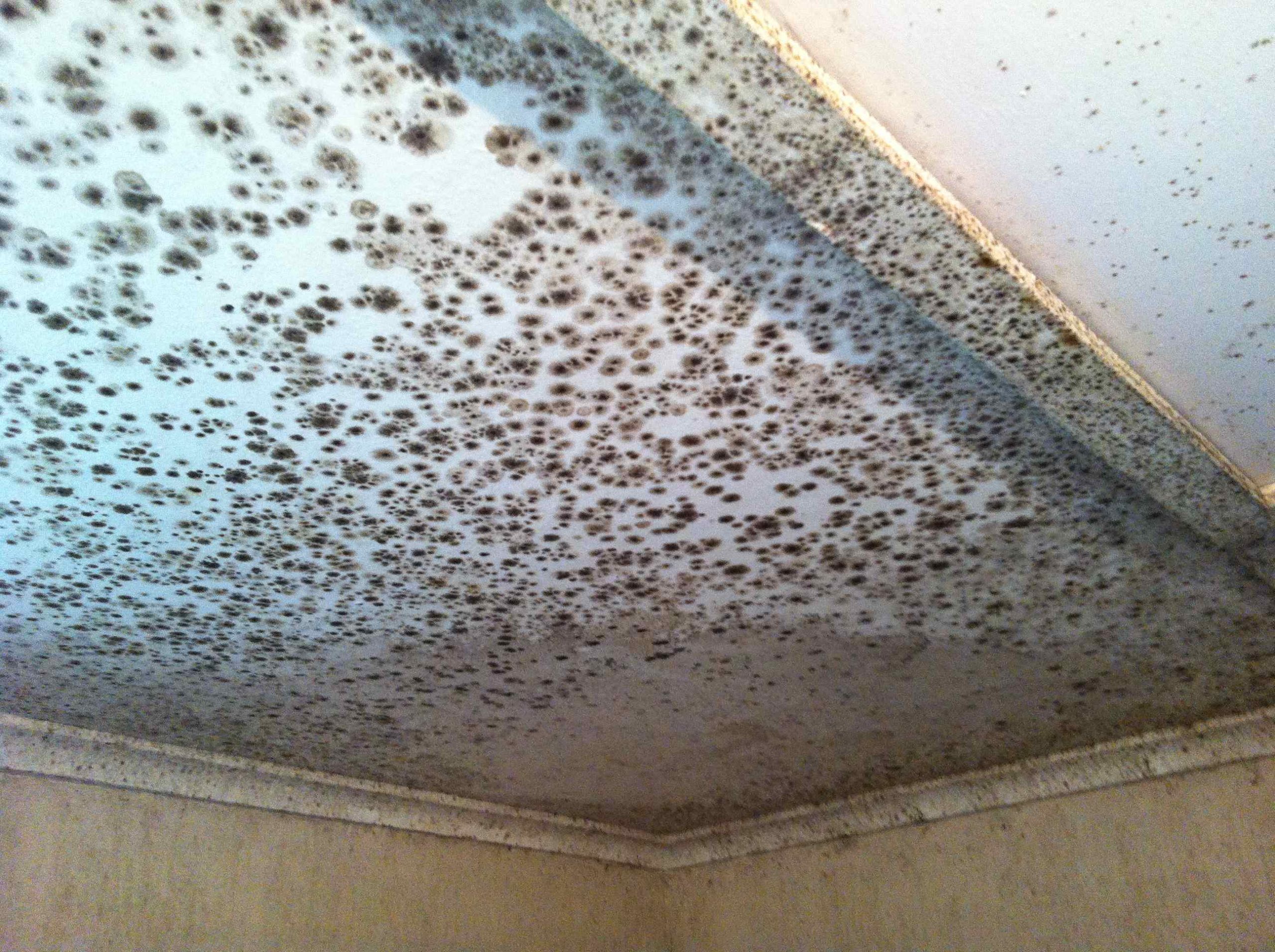 Unfriendly fungi: Dealing with a mouldy house – CSIROscope