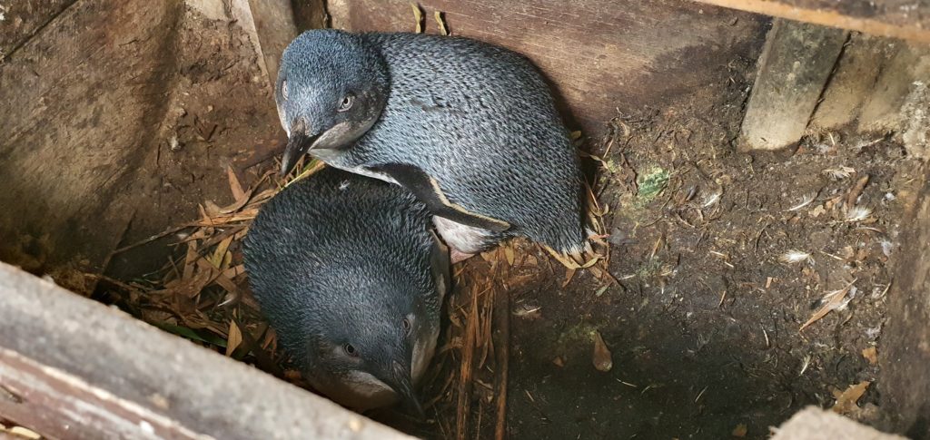 Two Little Penguins in a nesting box
