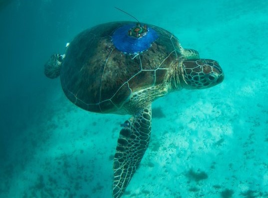 Turtle with a satellite tag attached to its shell