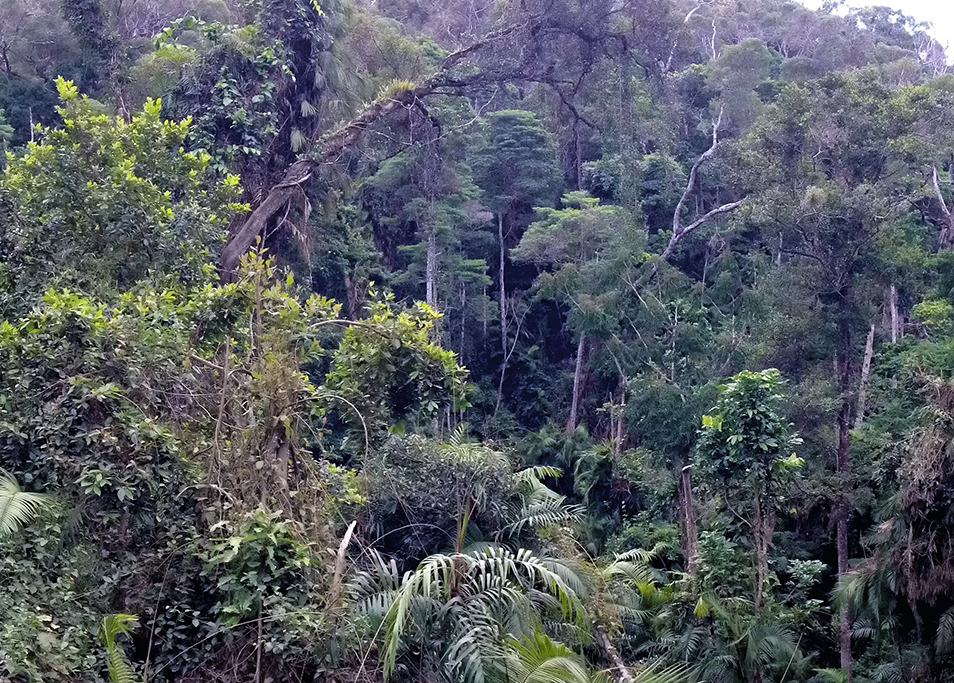 Biodiversity hotspot Queensland rainforests