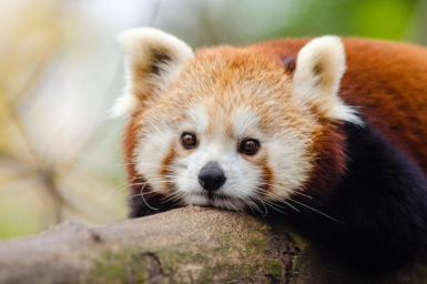 Red panda lays on a log