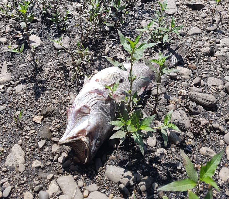 A deceased fish lays on the banks of the Murray River