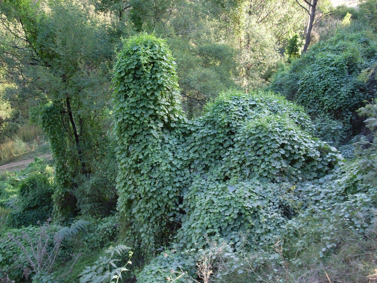 Biological control: A green bush