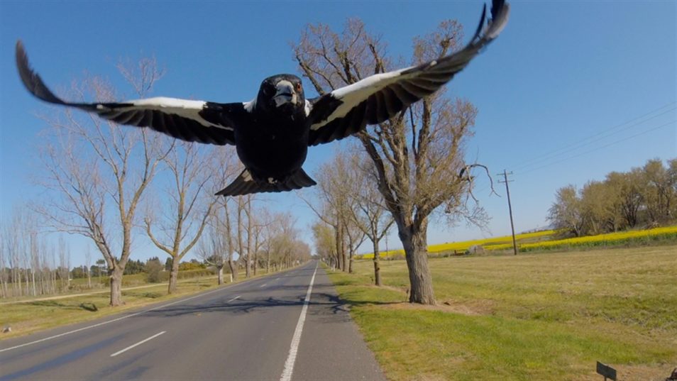 Magpie swooping