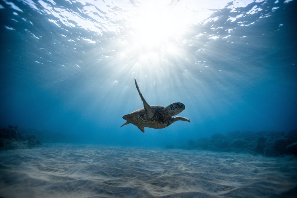 A turtle swimming underwater.