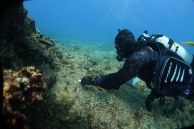 Diver on the shallow reef of Ningaloo