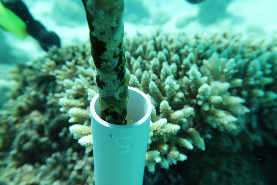 A test tube holding a piece of coral