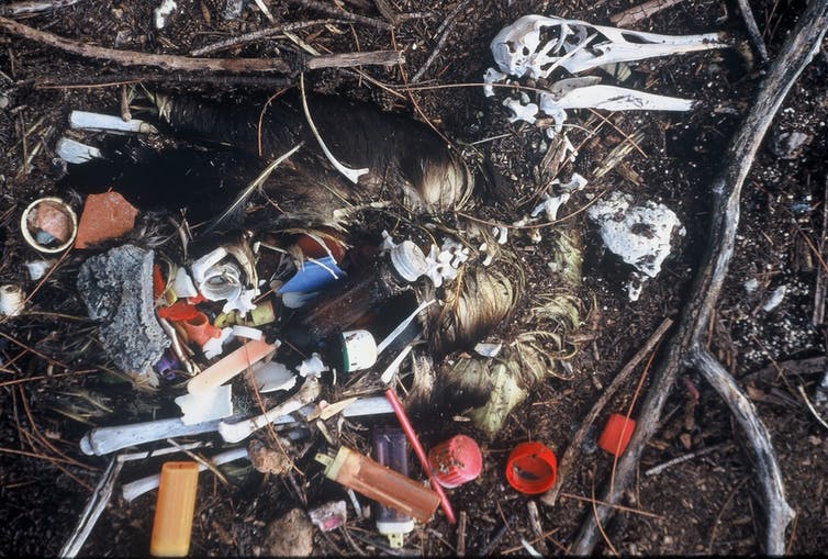 A dead albatross surrounded by plastics