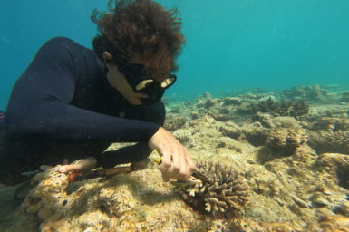 Coral spawn and scientist underwater