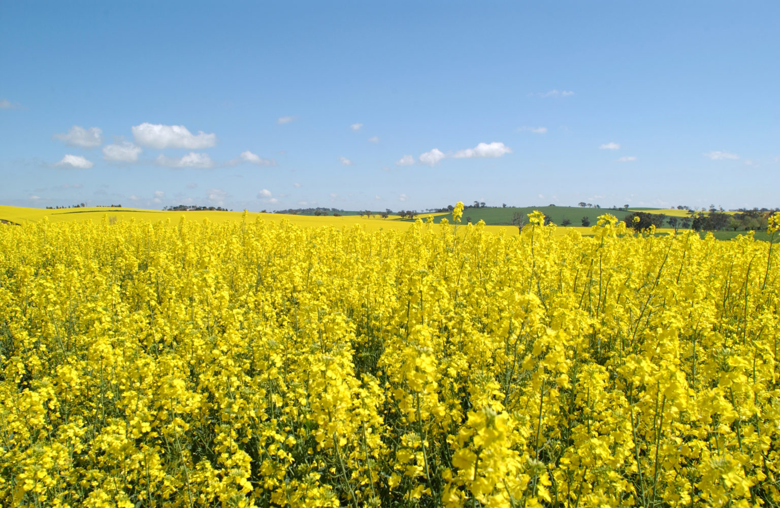 A field of canola. 