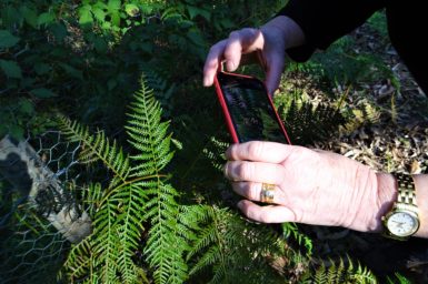 A citizen scientist holding a mobile phone to photograph a fern