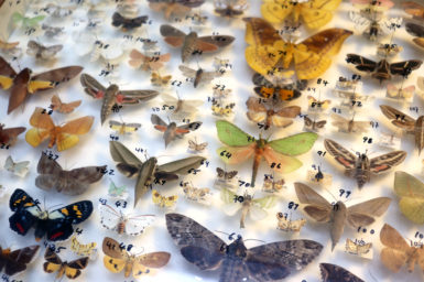 Pinned specimens in our insect collection