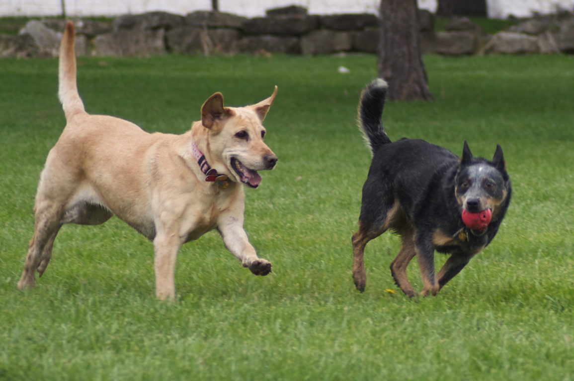 Two dogs, one cream coloured, and one dark, holding a ball in its mouth, are running on grass.