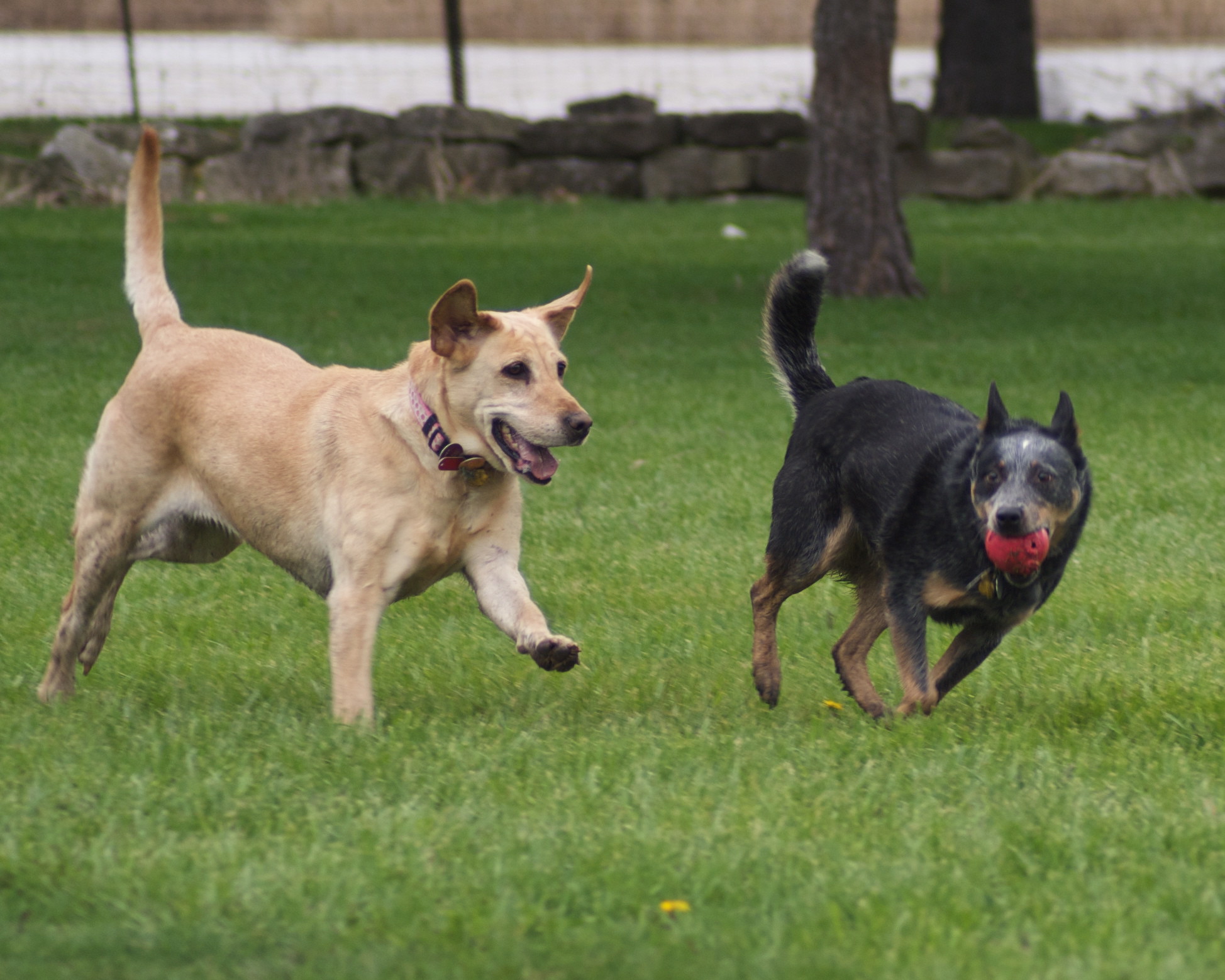 Two dogs, one cream coloured, and one dark, holding a ball in its mouth, are running on grass.