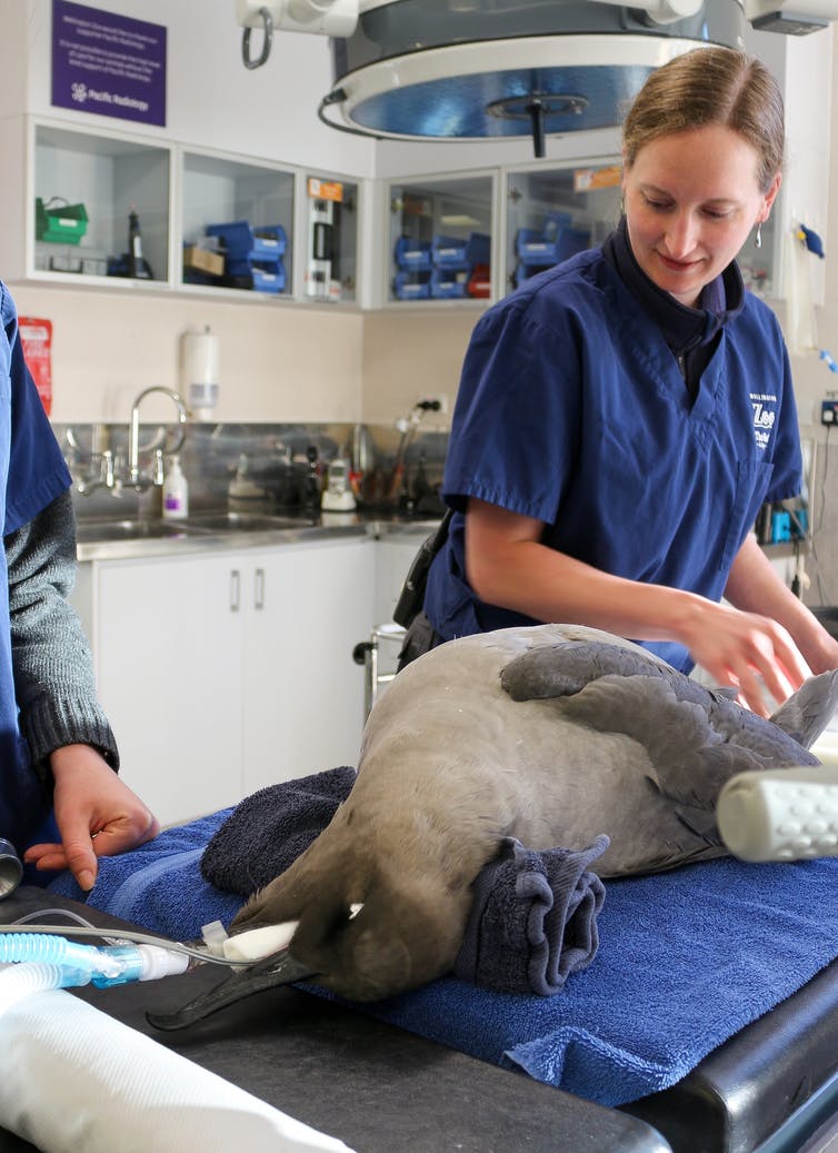 A vet tending to an albatross