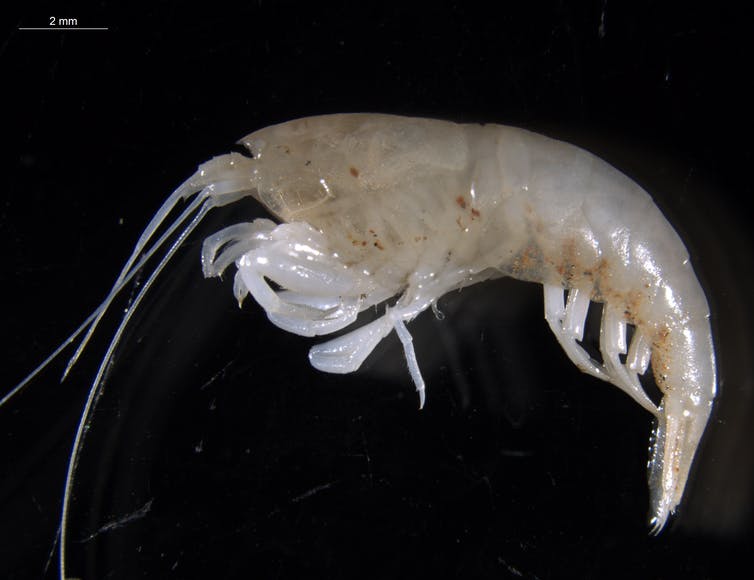 A microscopic image of Parisia unguis, a freshwater shrimp. 