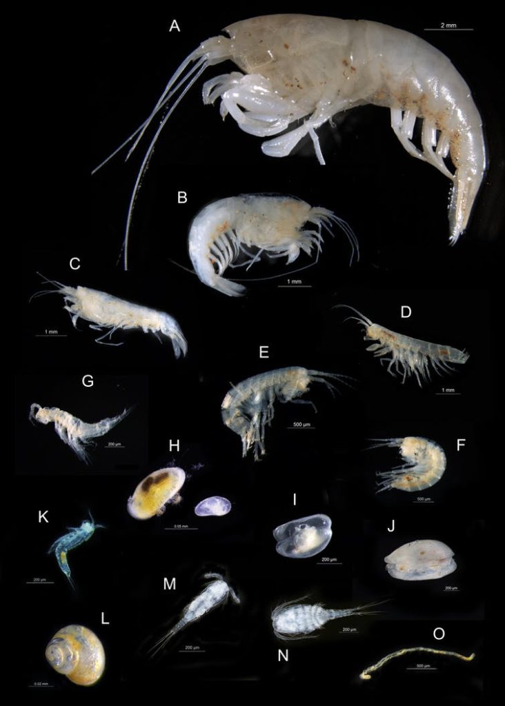 A photo of various subterranean fauna collected from NT aquifers, including a range of species unknown to science. 