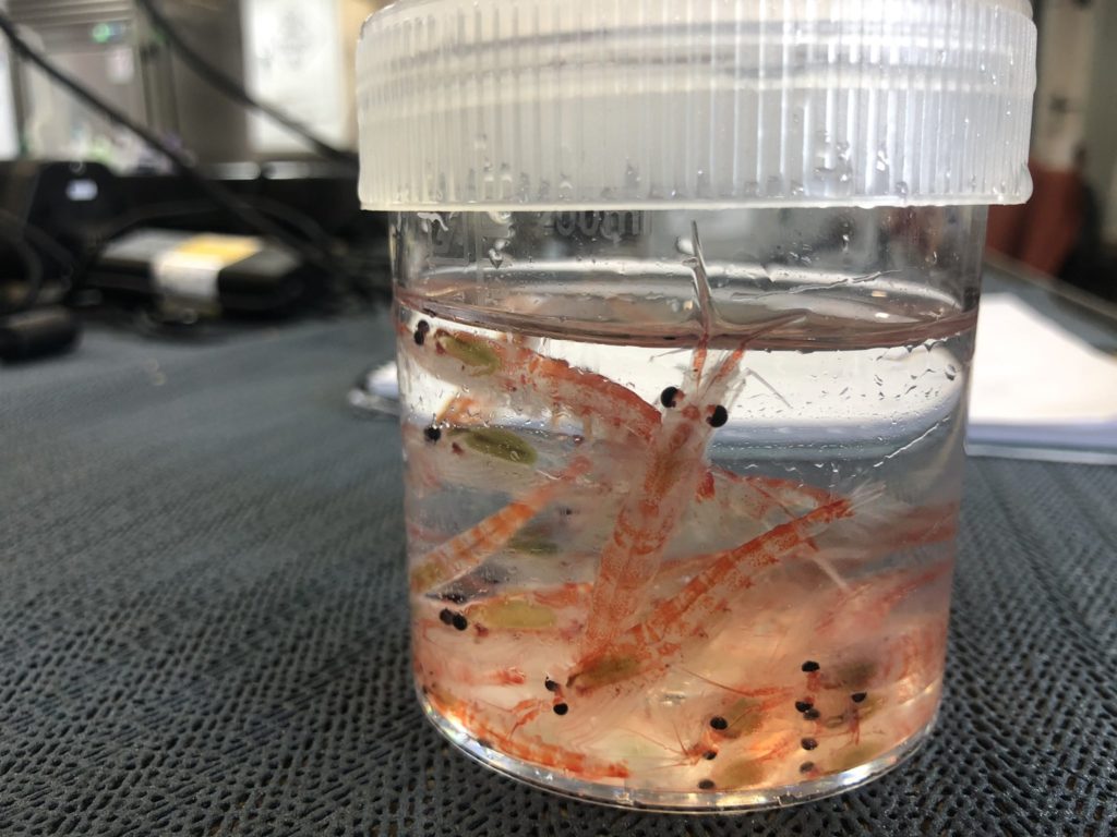 Orange krill in a glass filled with water