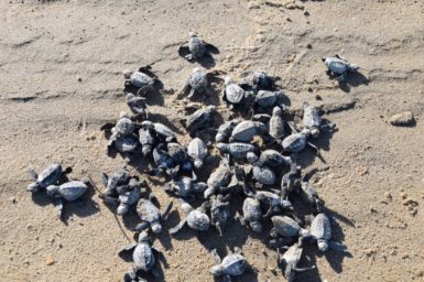 Photo of turtle hatchlings. They are included in our fantastic February Quiz.