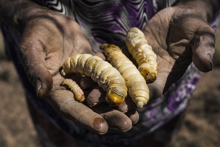 Hands holding witjuti grubs which are an edible insect.