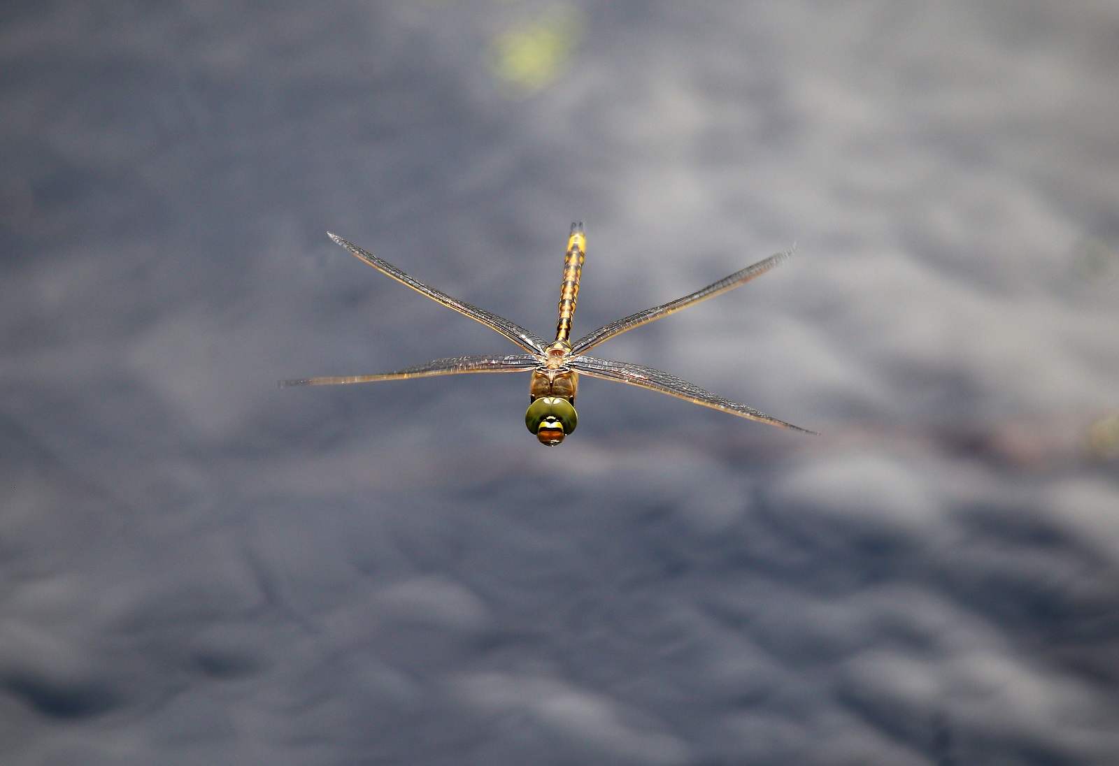 Our people capturing the world around us. An image of a Australian Emperor dragonfly (Hemianax papuensis) in flight.