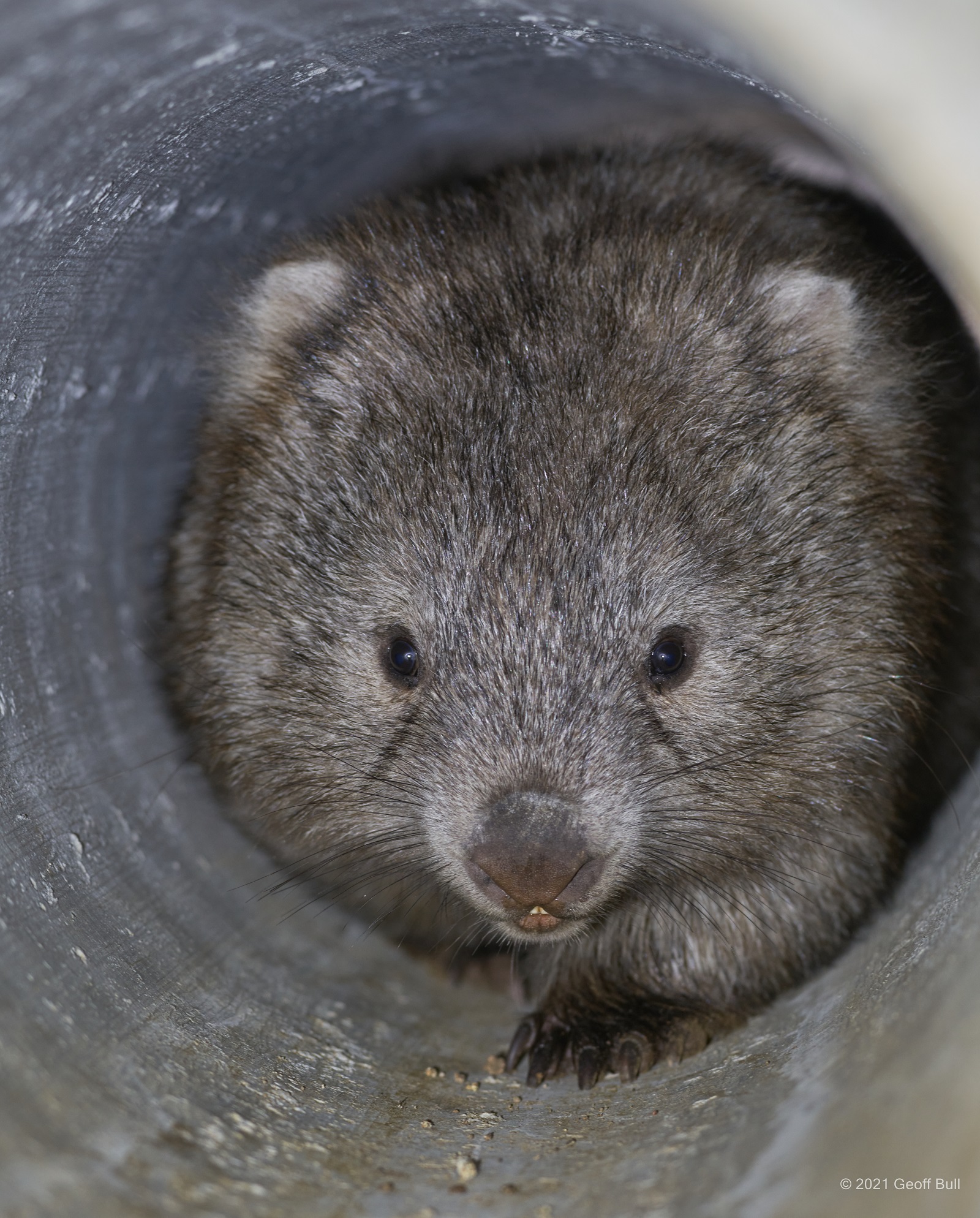 Our people capturing the world around us. An image of a wombat crawling through a pipe.