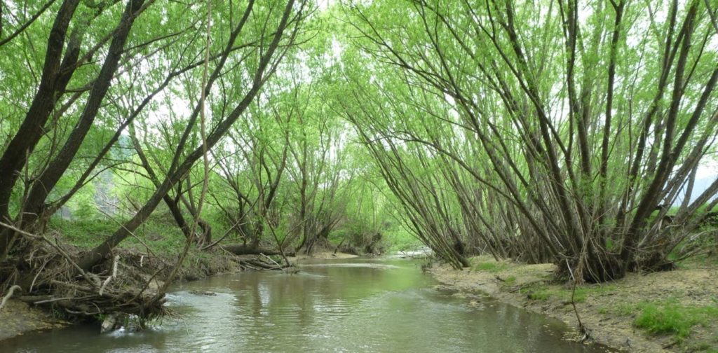 Willow trees shading a river