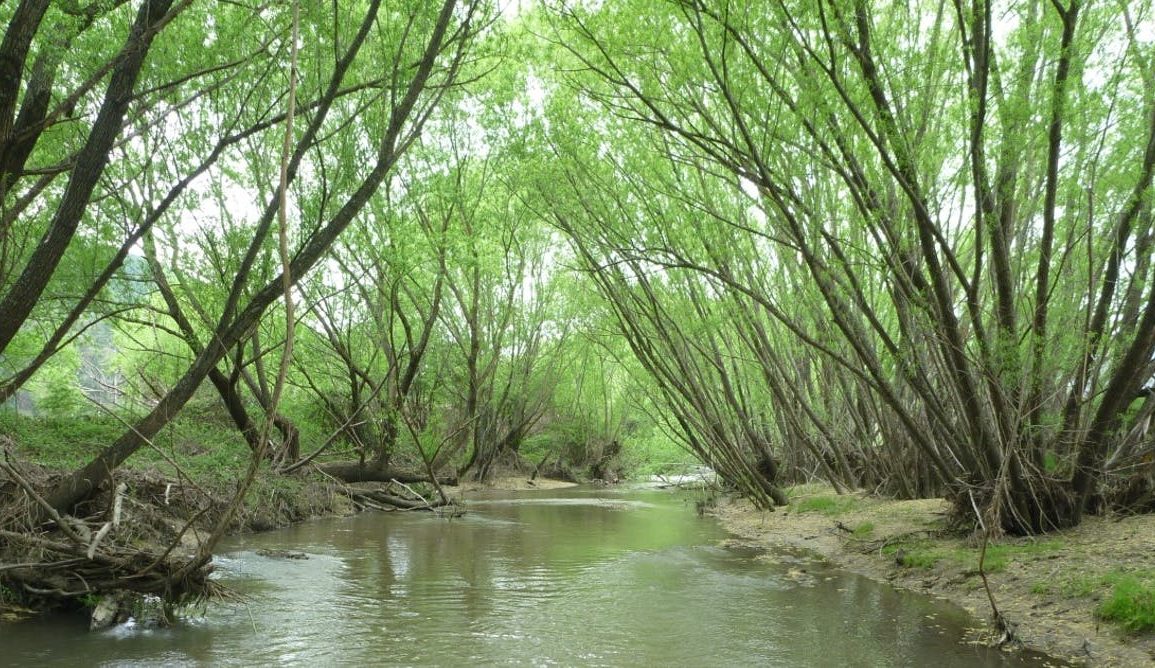 Willow trees shading a river