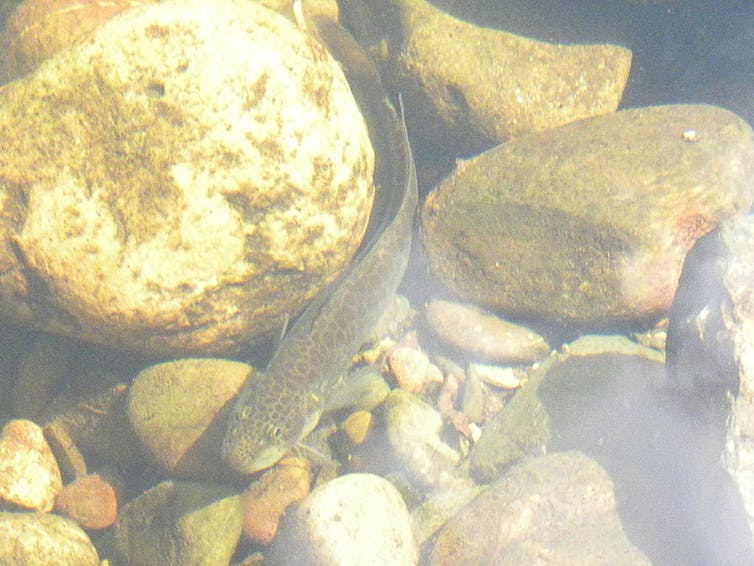 A fish swimming among rocks in a river.