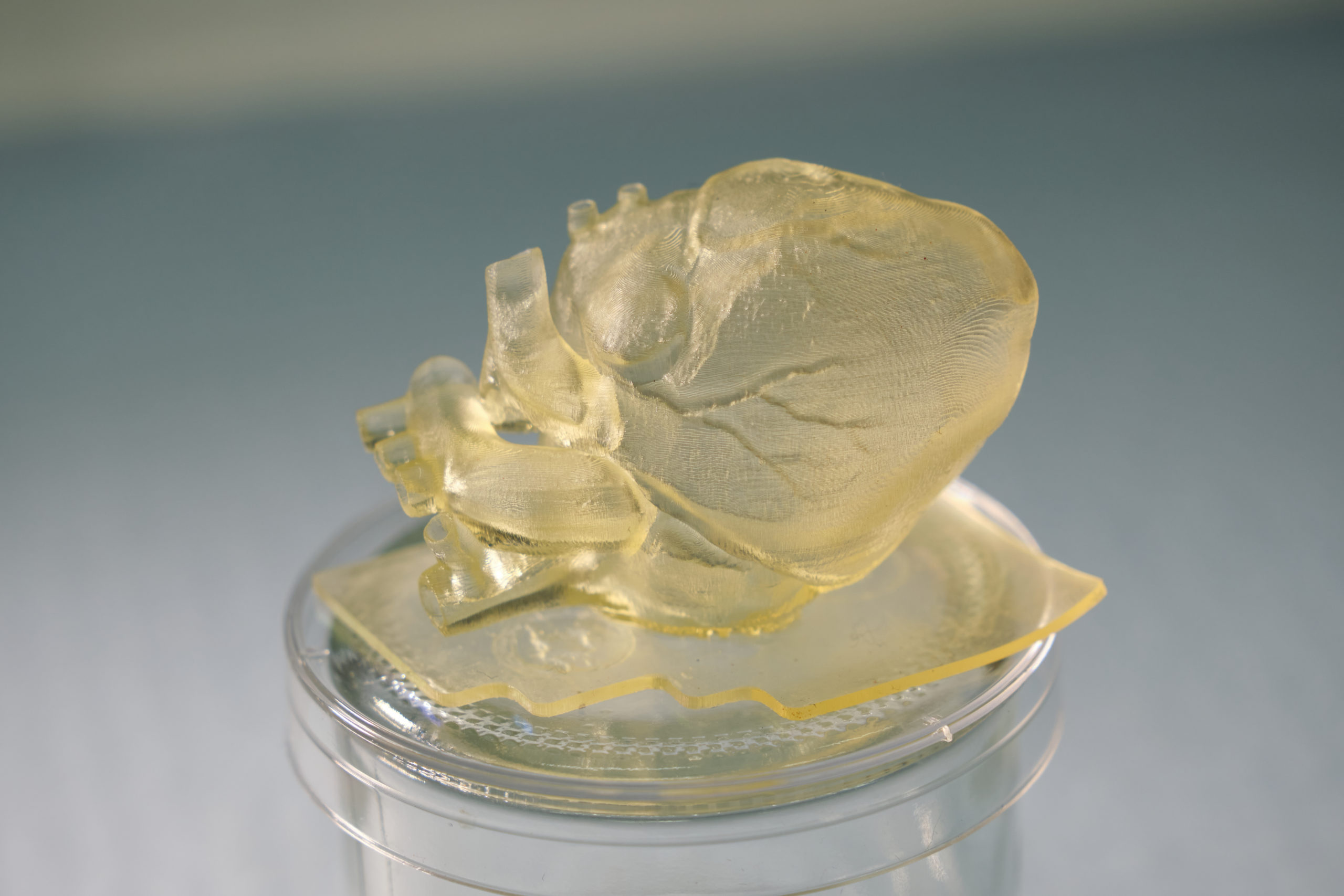 A yellow 3d printed silicon heart on a petri dish