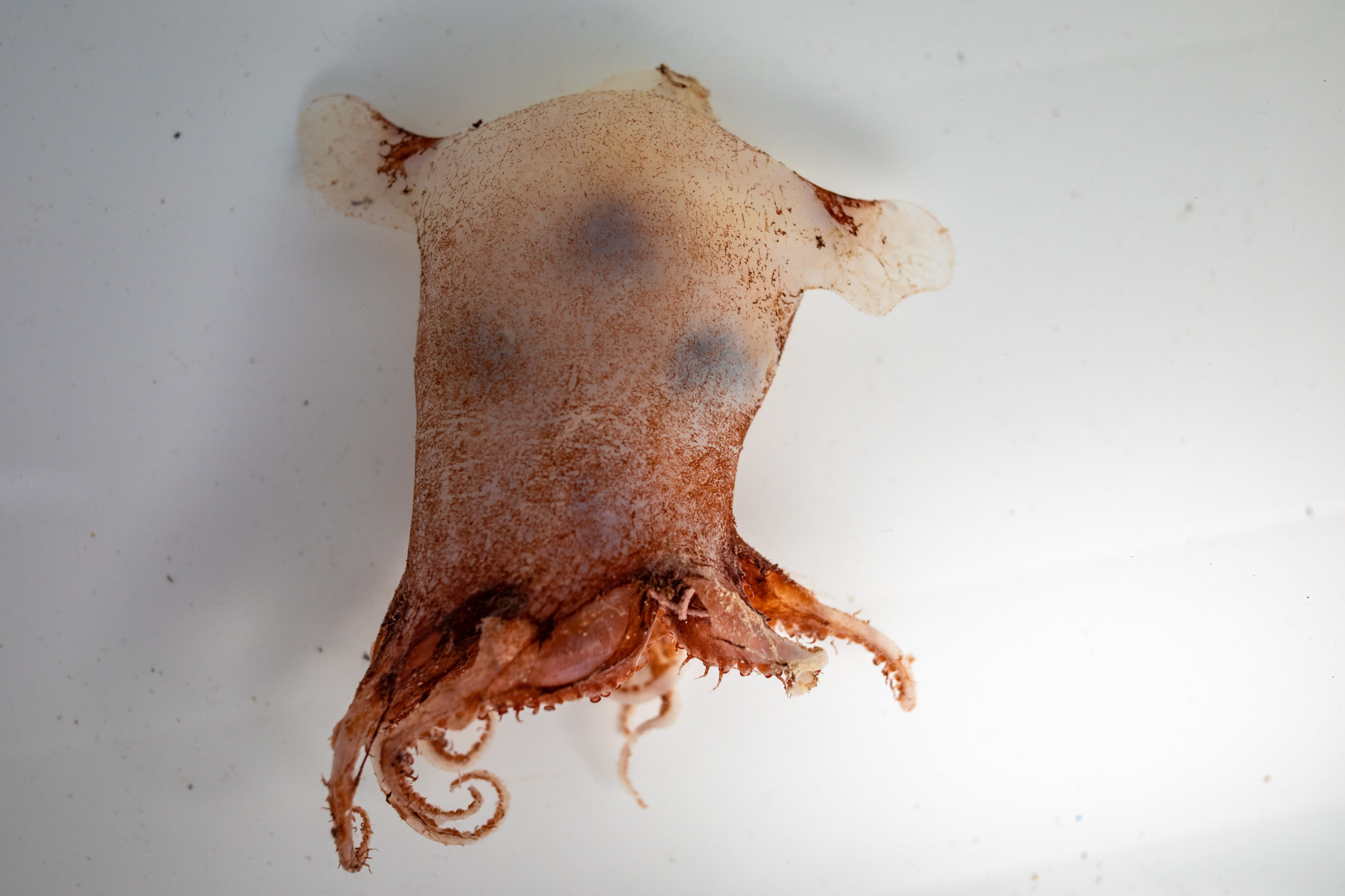 A flesh coloured octopus