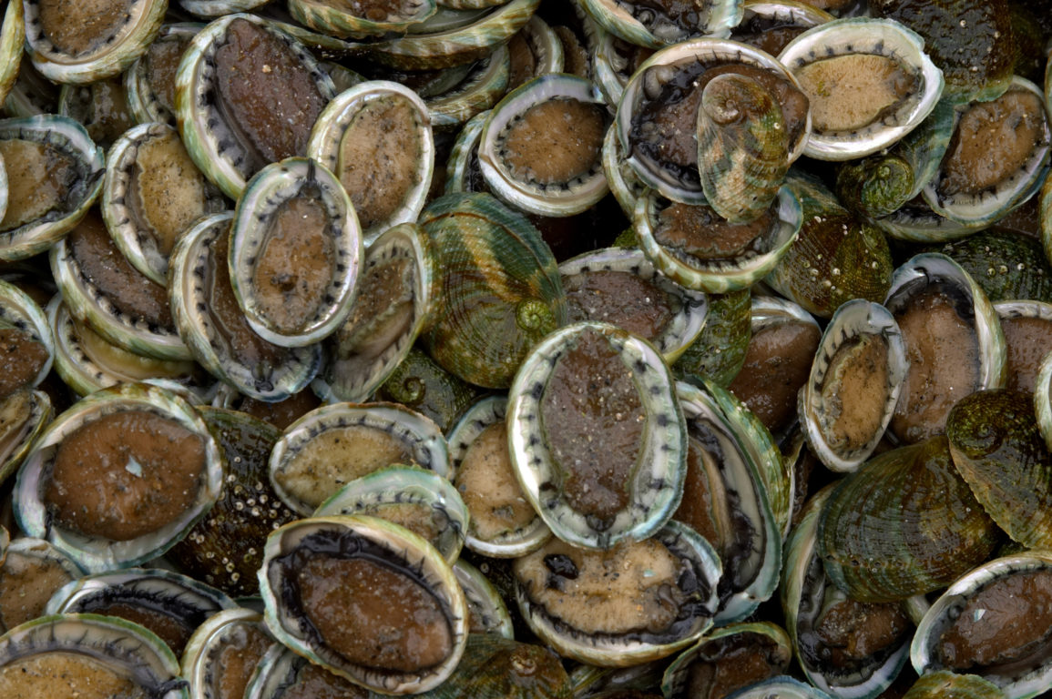 Lots of abalone all piled together in a container.