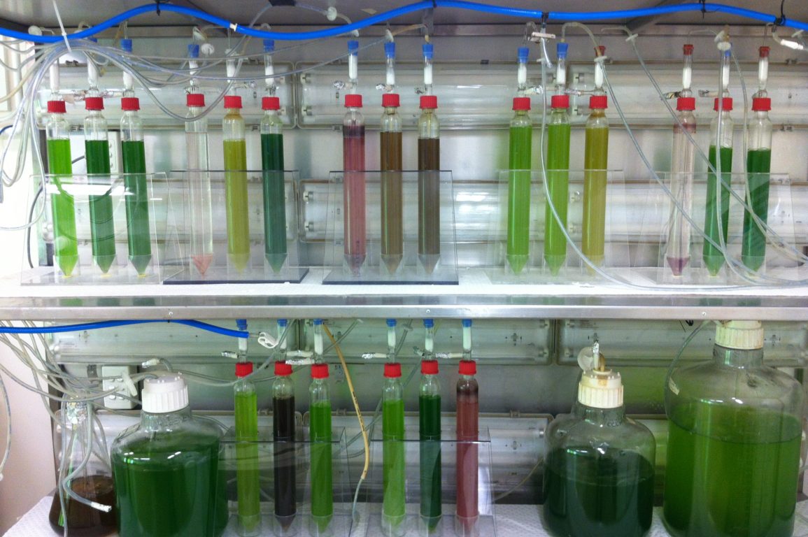 Test tubes and bottles show green microalgae helping create space food in a rack with liquids.