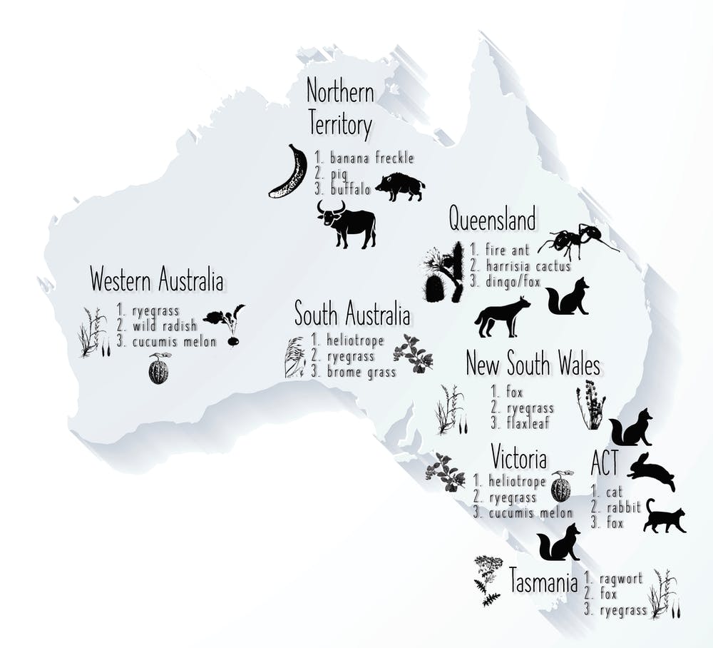 Map of Australia showing the 10 costliest invasive species in Australia.