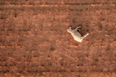 An aerial photo of a deceased sheep laying on dry earth.