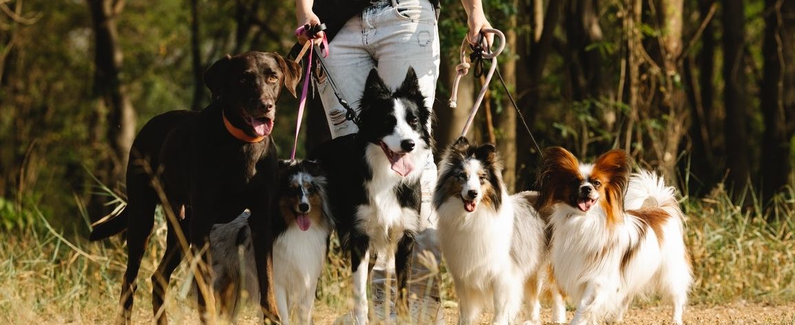 Image of woman walking five dogs, food for pets