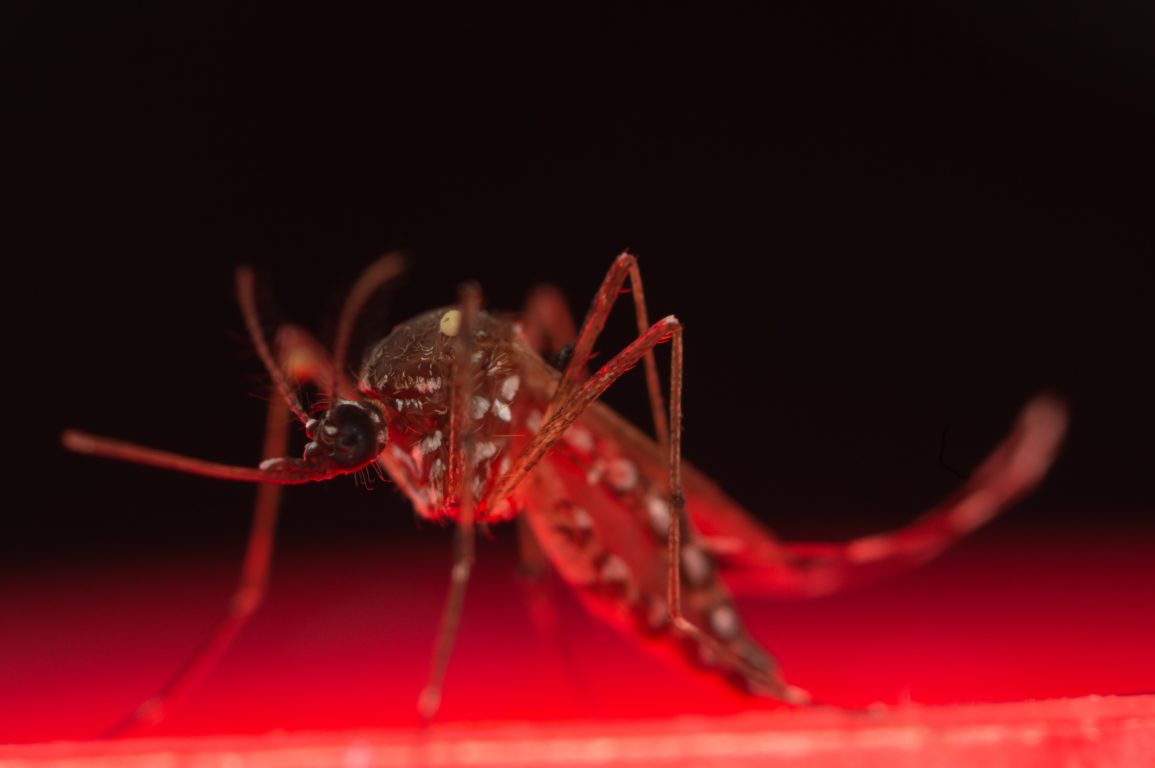 A photo of a mozzie, the aedes aegypti mosquito.