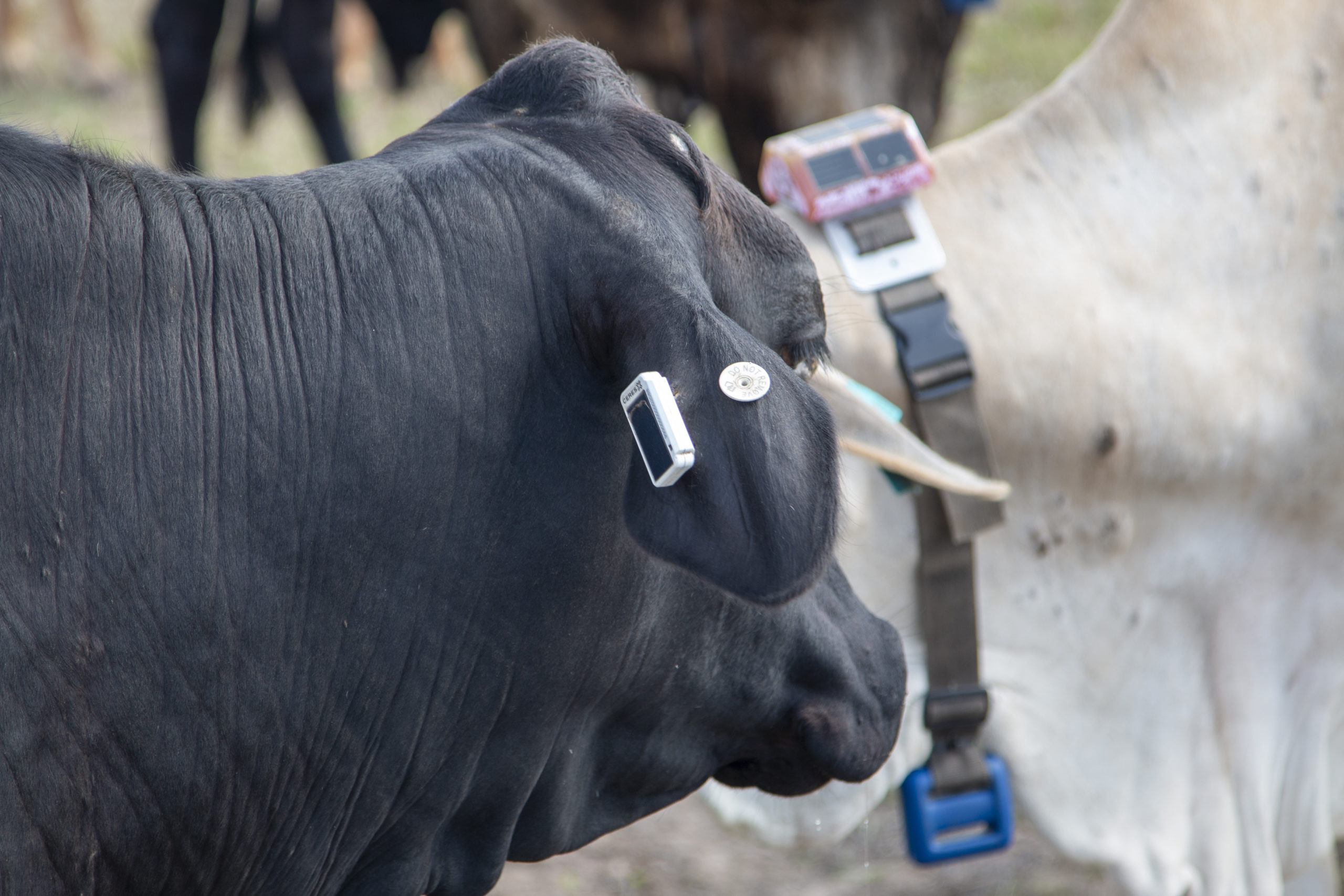 A cow with tags in its ear