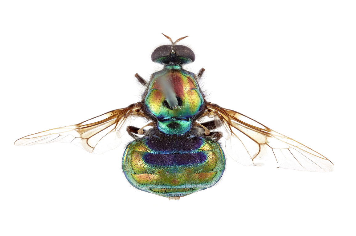 A colourful fly on a white background.