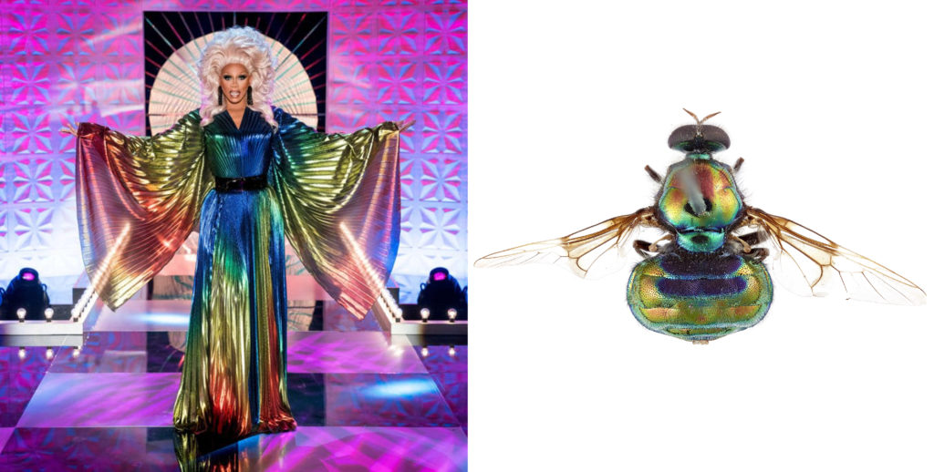 Two images next to each other. In the left image, a person wears a rainbow coloured dress while standing on a pink stage. The second image shows a rainbow coloured fly on a white background.