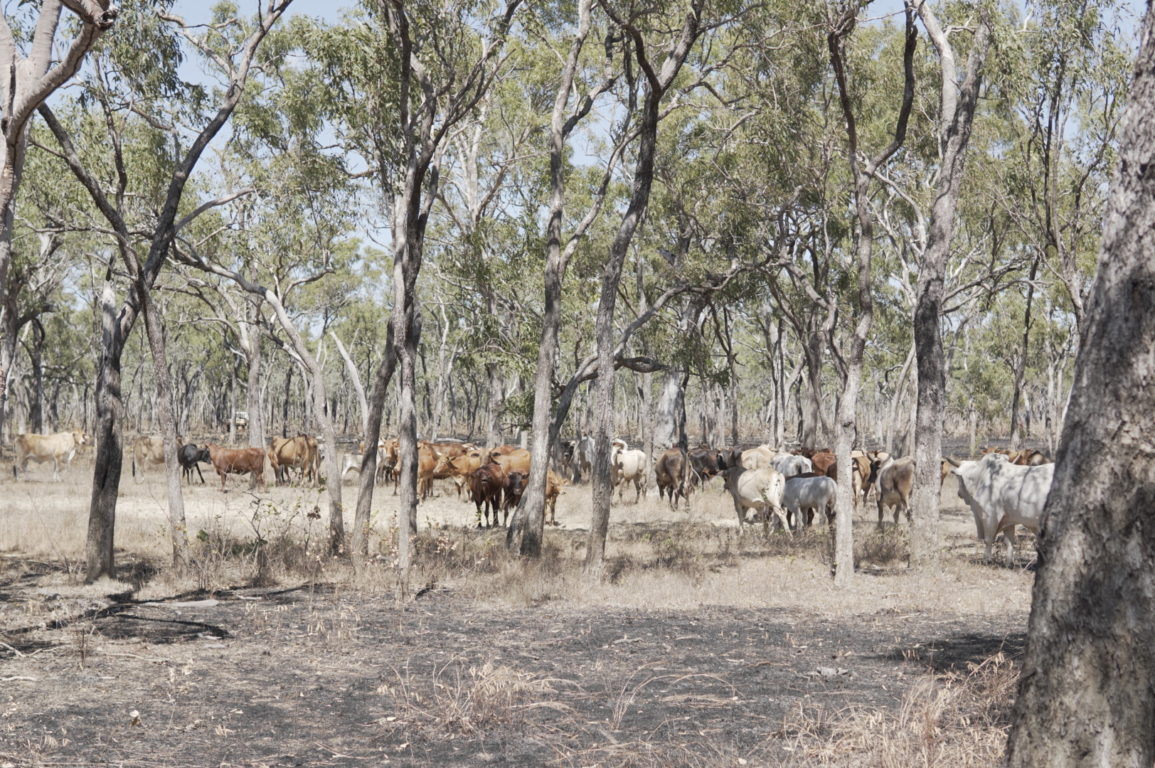 Cows spread out throughout a wooded scrub area.
