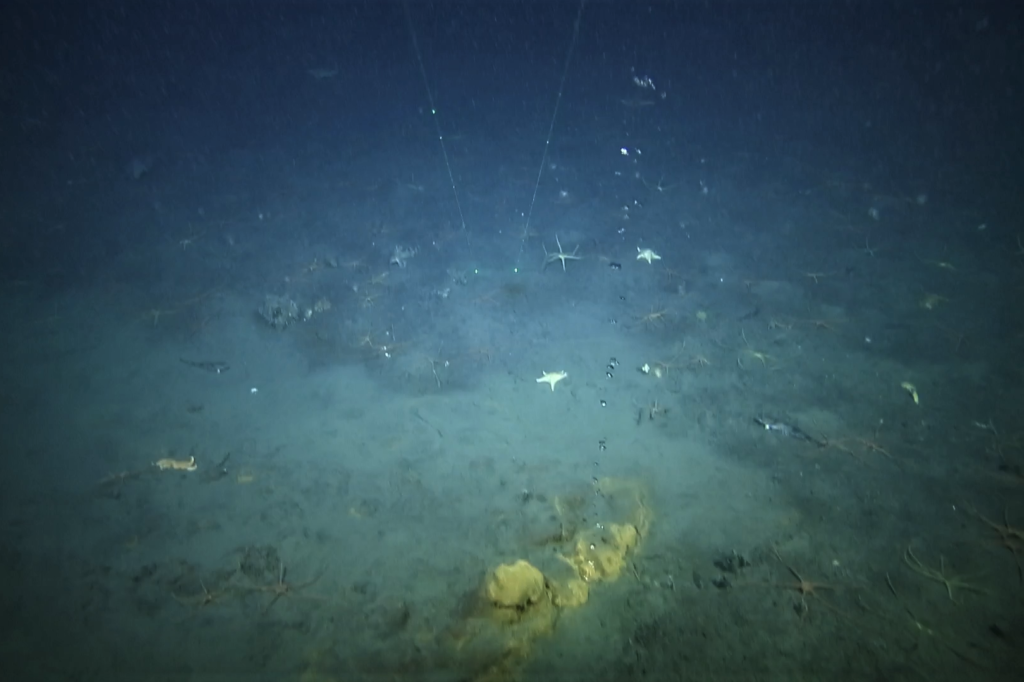 An image of the seafloor showing bubbles coming from volcanic activity below.