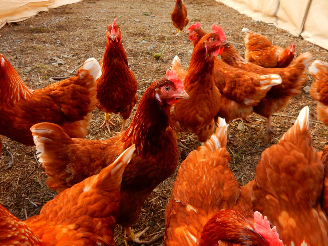 Free-range hens. Image of grown hens in pen.