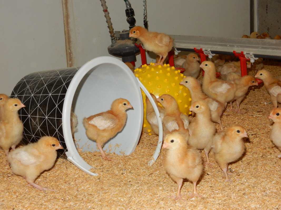Free-range hens. Image of baby chicks.