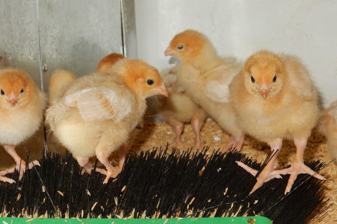 Free-range hens. Image of baby chicks
