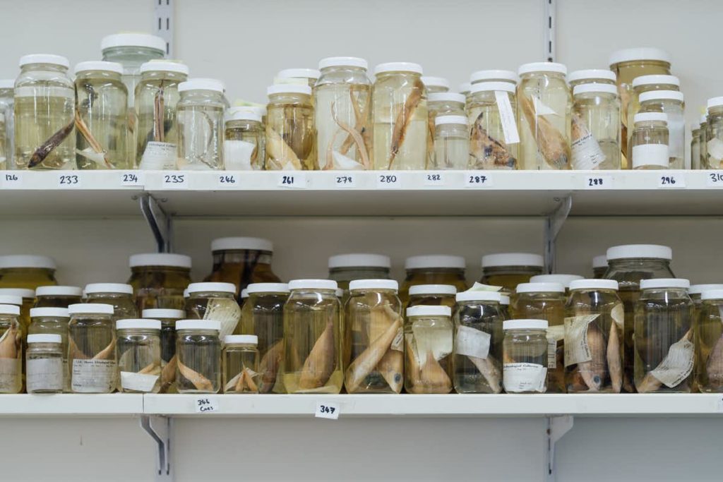 A shelf containing many specimen jars holding different preserved species.