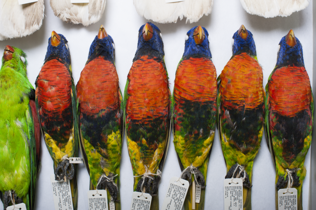 Seven rainbow lorikeet specimens on a white table.